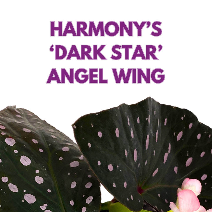 Harmony's Dark Star Angel Wing Cane Pink Polkadot Begonia 4 inch