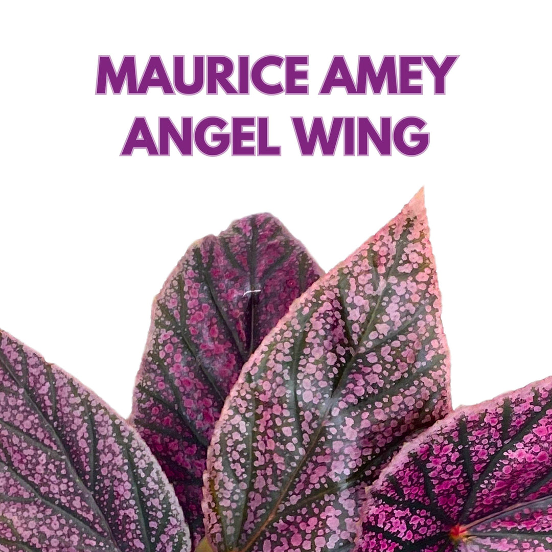 Maurice Amey Angel Wing Begonia 4 inch