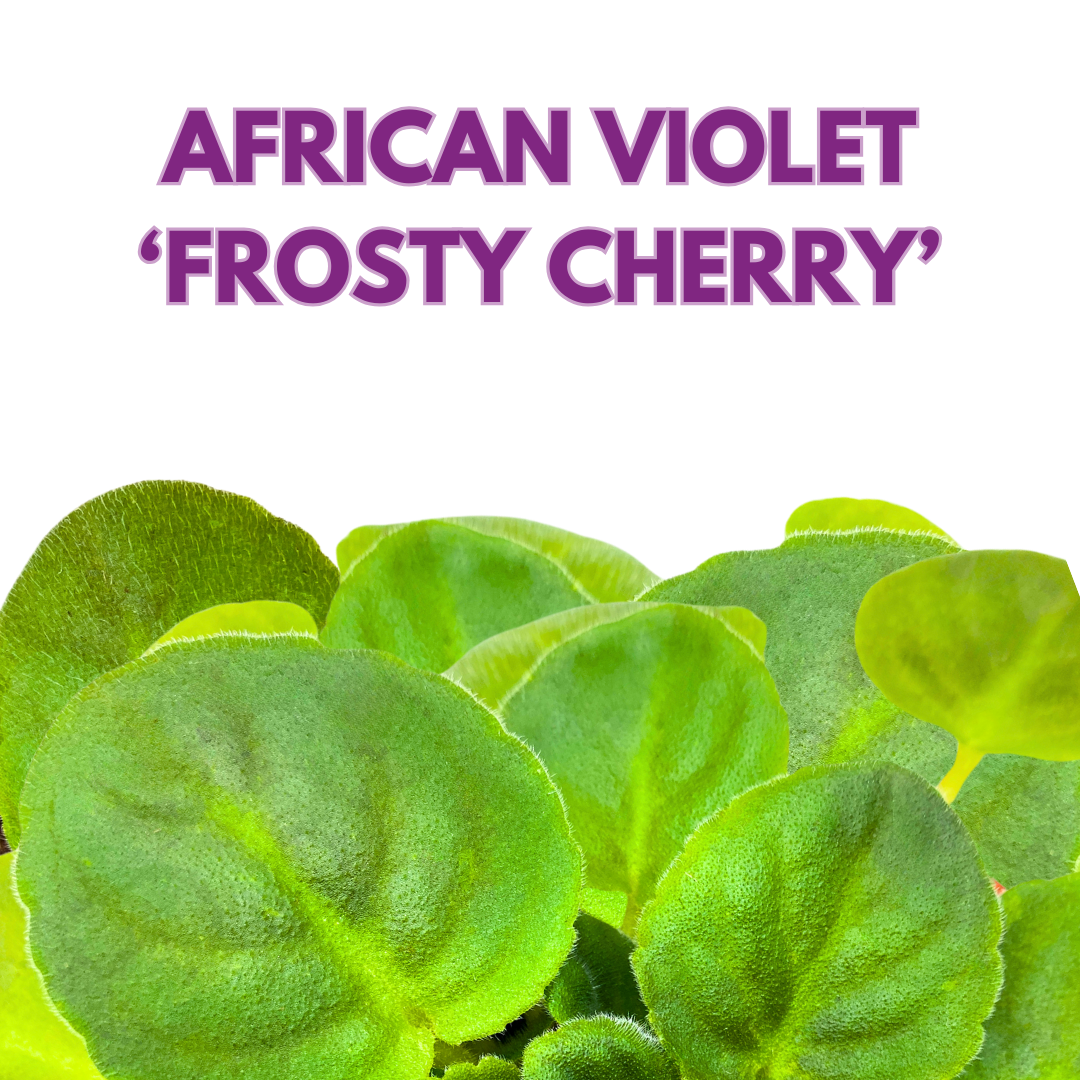 African Violet Frosty Cherry 4 inch Red White Flower