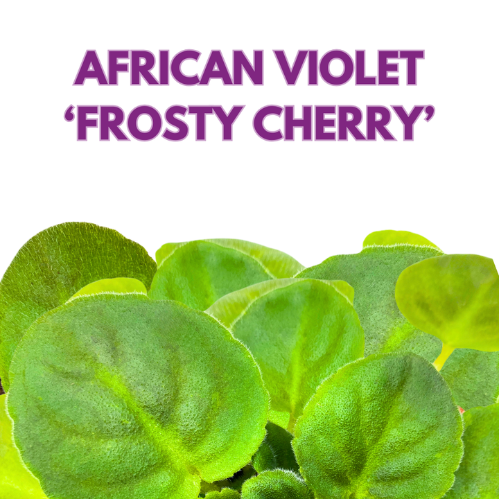 African Violet Frosty Cherry 4 inch Red White Flower