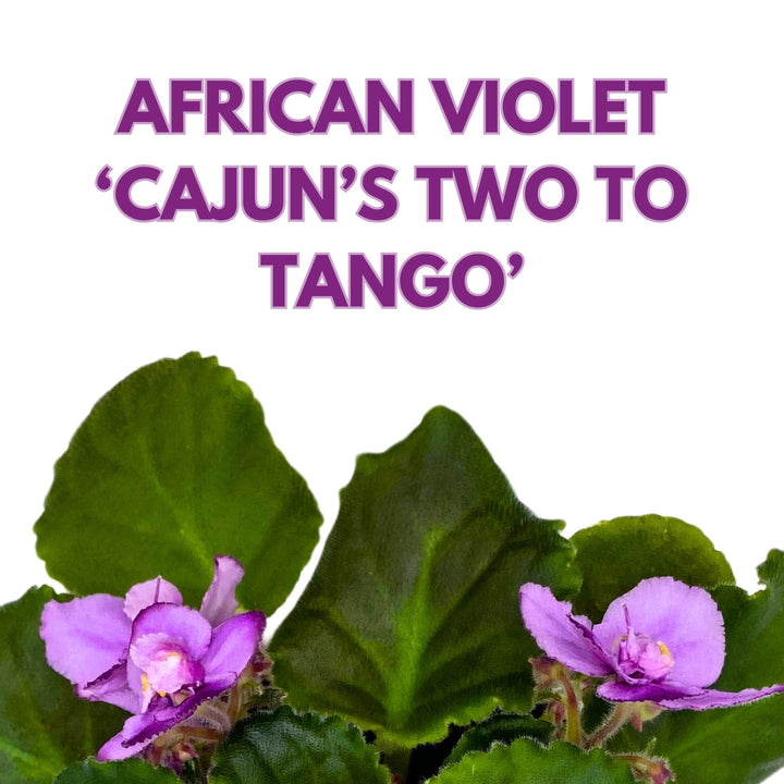 Cajun's Two to Tango African Violet Saintpaulia 4 inch