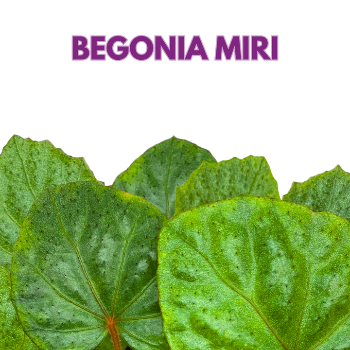Miri Begonia Rhizomatous 6 inch Green with Red Hairs