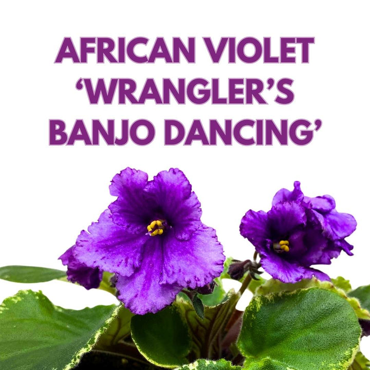 African Violet Wrangler's Banjo Dancing 4 inch