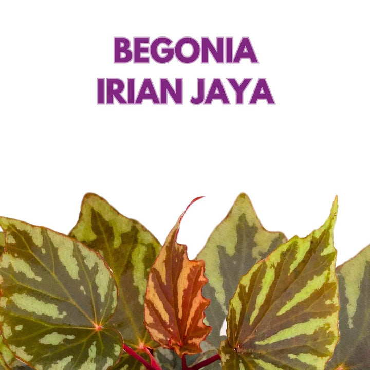 Begonia Irian Jaya 4 inch Rare