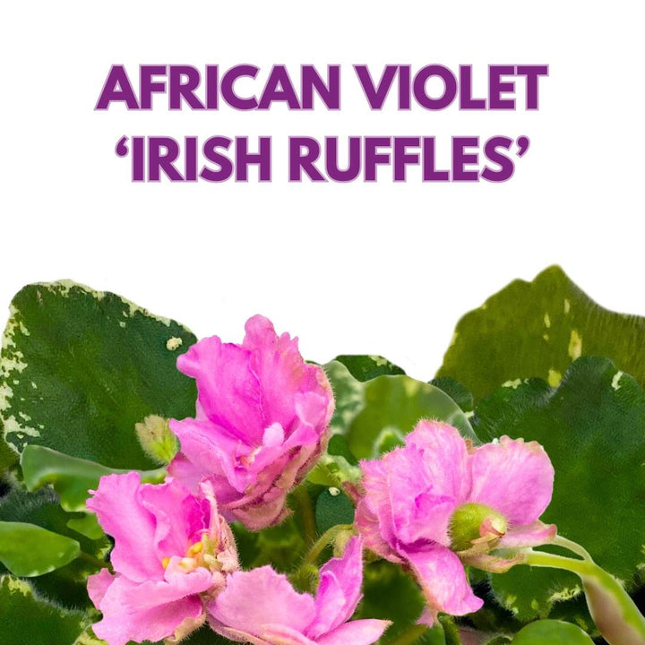 African Violet Variegated Irish Ruffles in a 4 inch Pot Pink Flower