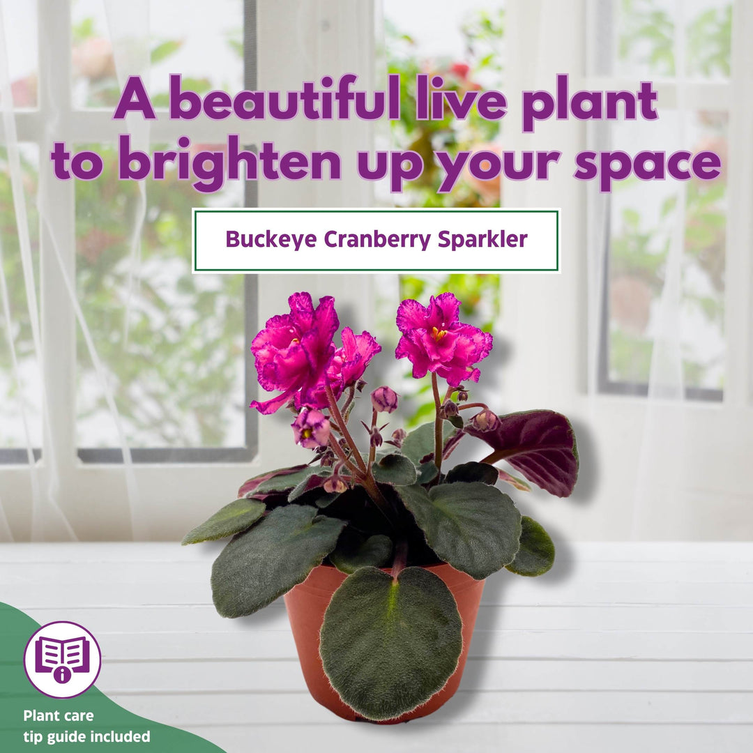Buckeye Cranberry Sparkler African Violet Saintpaulia 4 inch Harmony