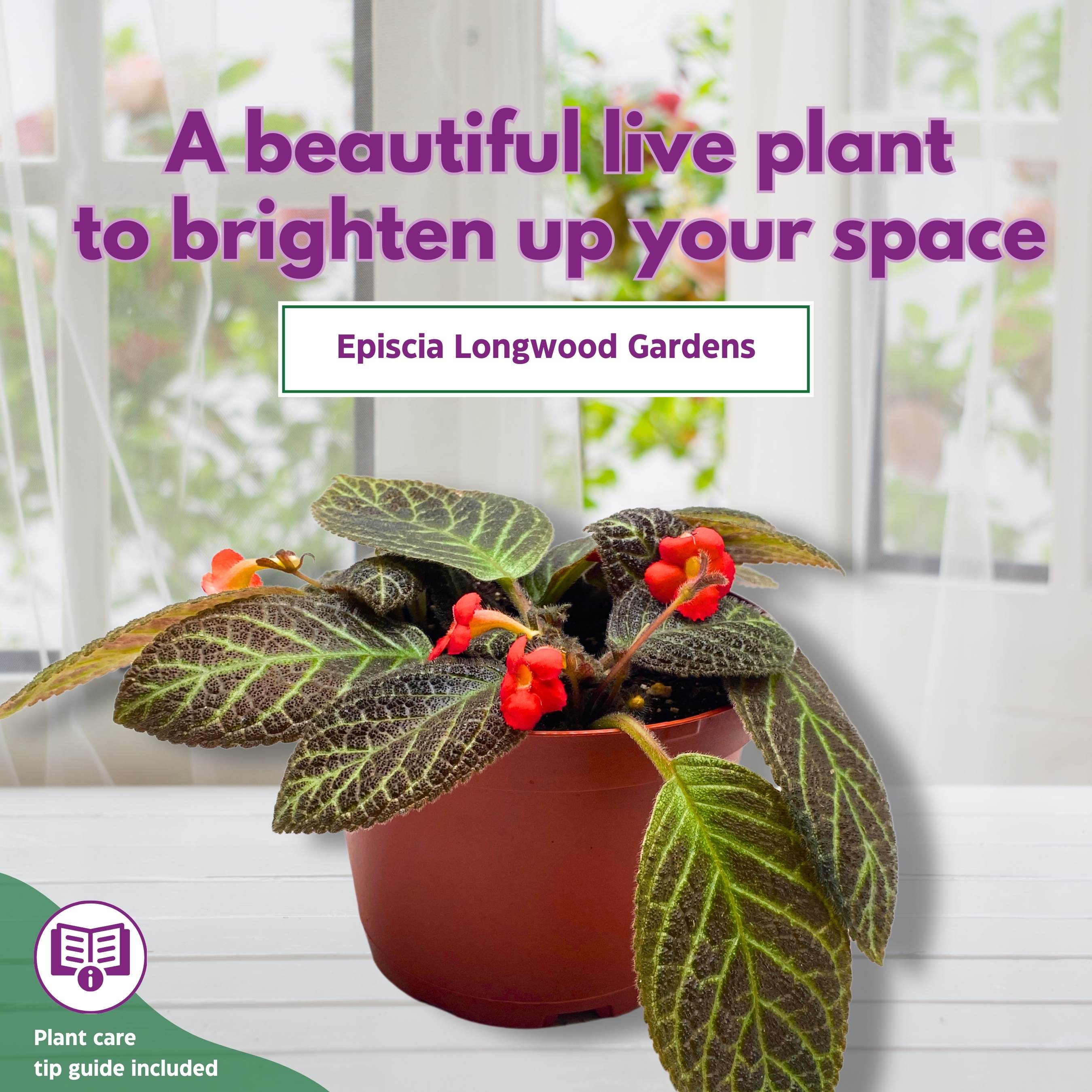 生地ページ②イルマ、ワイルドフラワーズ、エデナム、シンクオブミー… Episcia Longwood Gardens Flame Violet 6 inch – Harmony Foliage