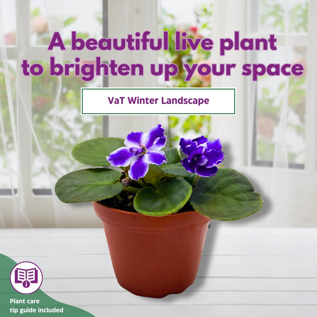 VaT Winter Landscape African Violet Saintpaulia 4 inch