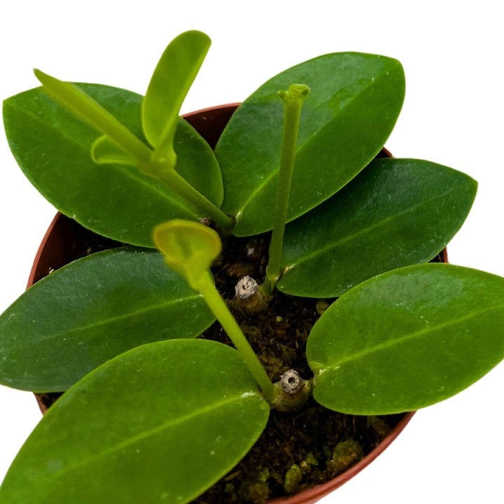 Hoya cumingiana in a 2 inch pot small leaf wax plant