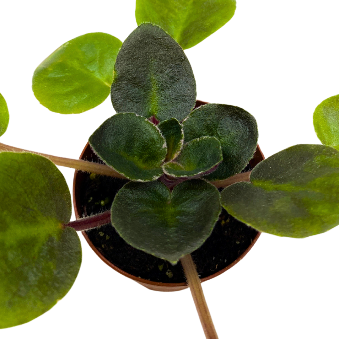 Mini African Violet Rob's Outer Orbit, 2 inch Purple Flower