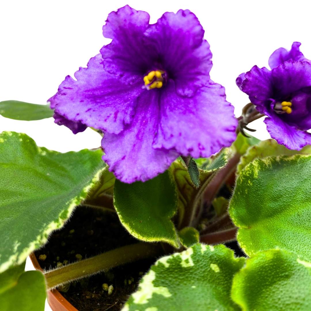 African Violet Wrangler's Banjo Dancing 4 inch