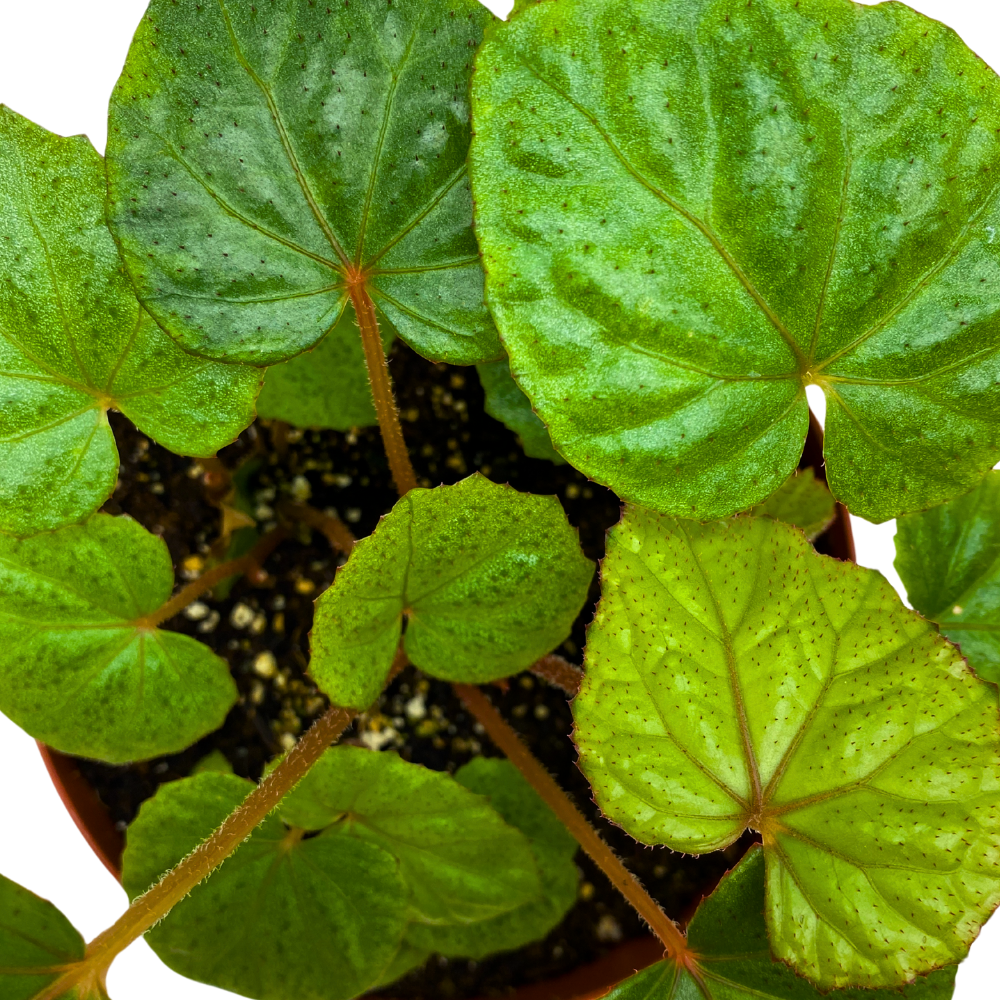 Miri Begonia Rhizomatous 6 inch Green with Red Hairs