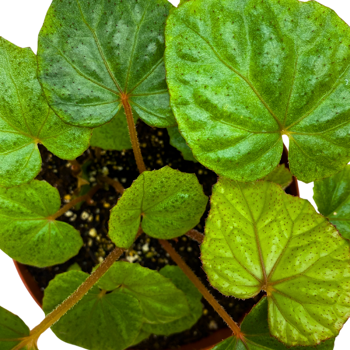 Miri Begonia Rhizomatous 6 inch Green with Red Hairs