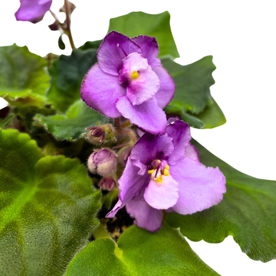 Cajun's Two to Tango African Violet Saintpaulia 4 inch