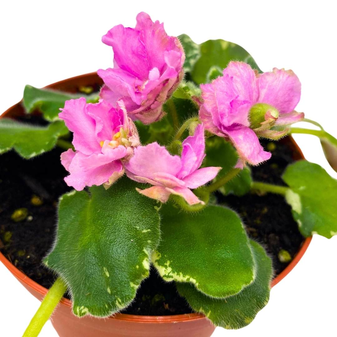 African Violet Variegated Irish Ruffles in a 4 inch Pot Pink Flower