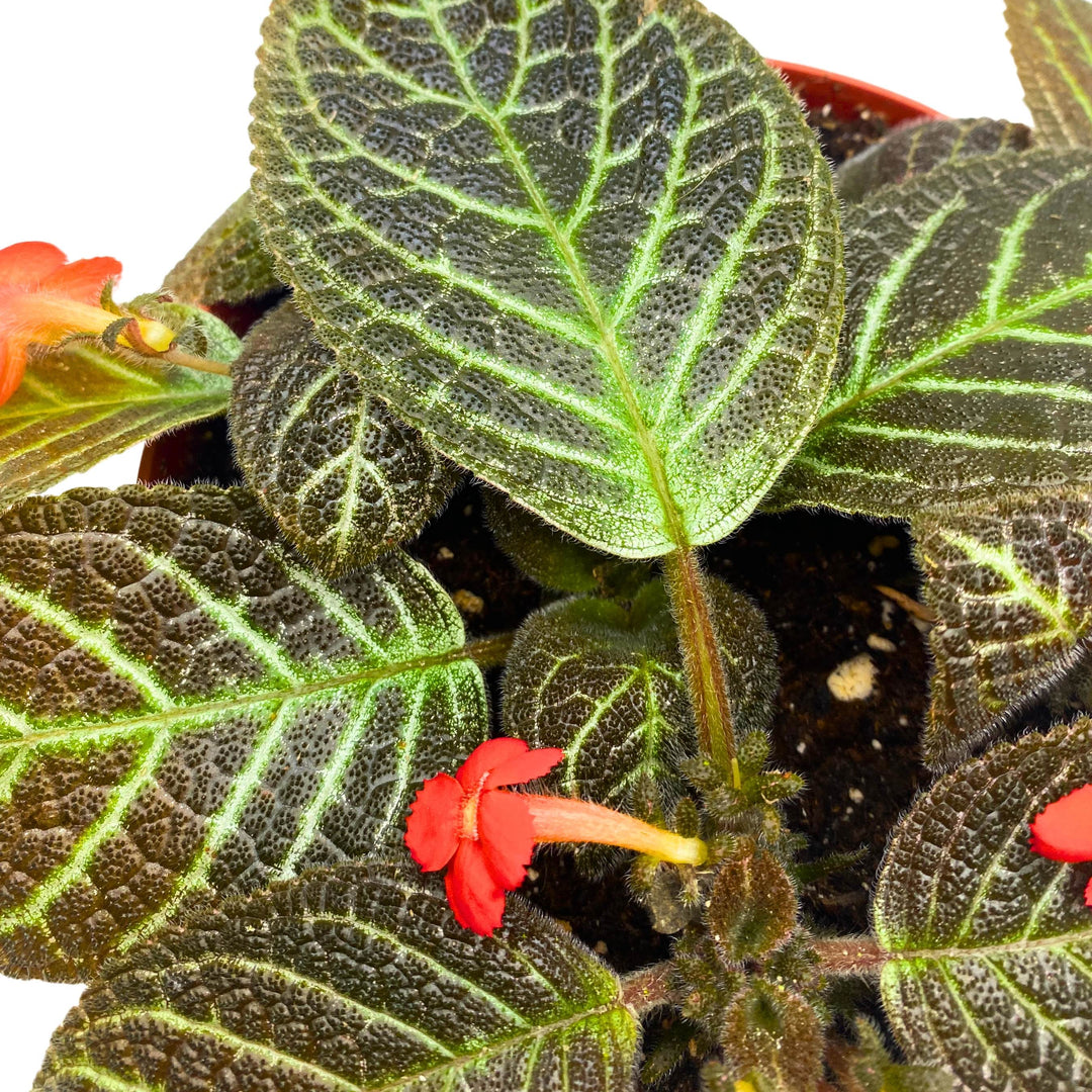 Episcia Longwood Gardens Flame Violet 6 inch