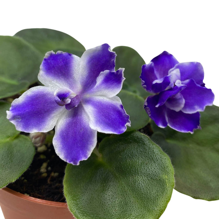 VaT Winter Landscape African Violet Saintpaulia 4 inch