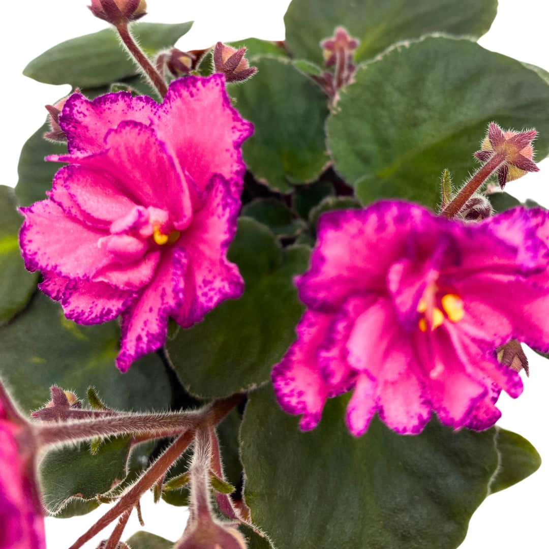 Buckeye Cranberry Sparkler African Violet Saintpaulia 4 inch