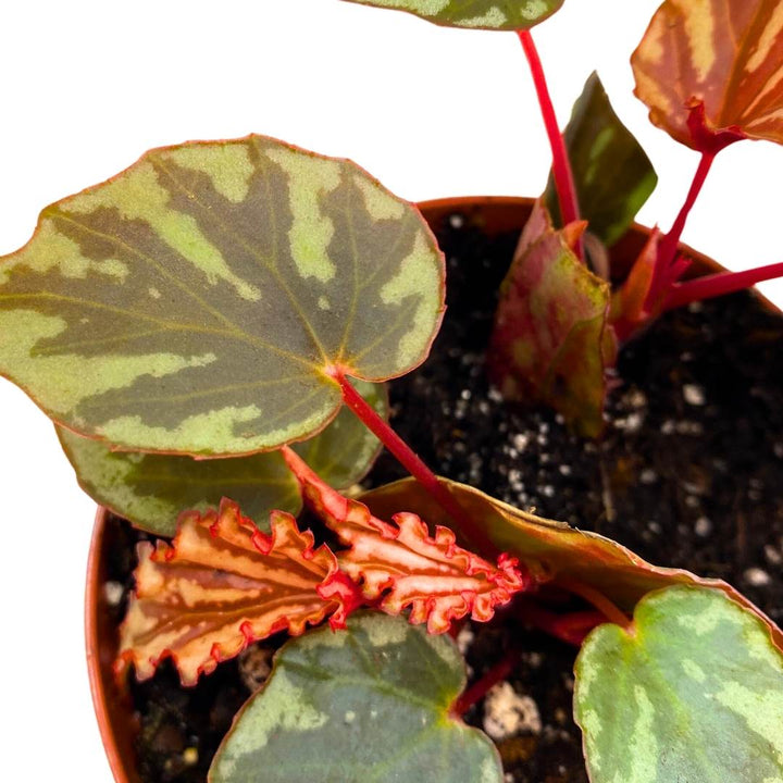 Begonia Irian Jaya 4 inch Rare