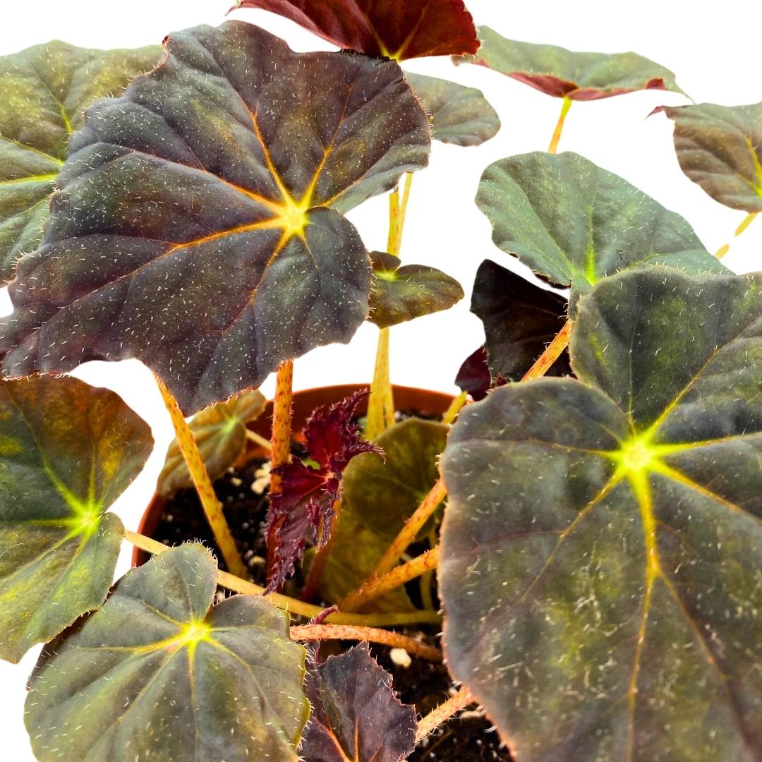 Begonia Joe Hayden Rhizomatous 6 inch – Harmony Foliage