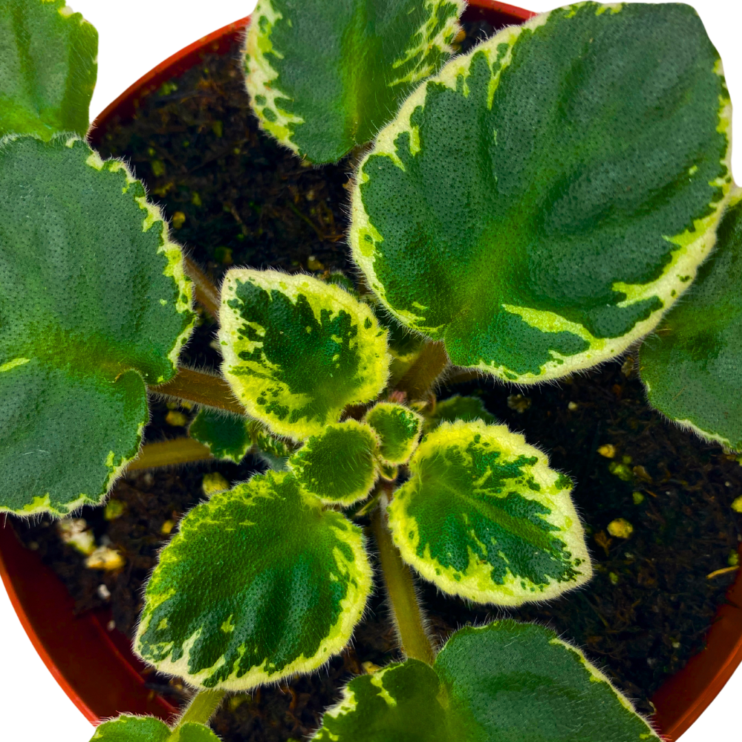 African Violet Cool Cat Variegated 4 inch Pink Flower