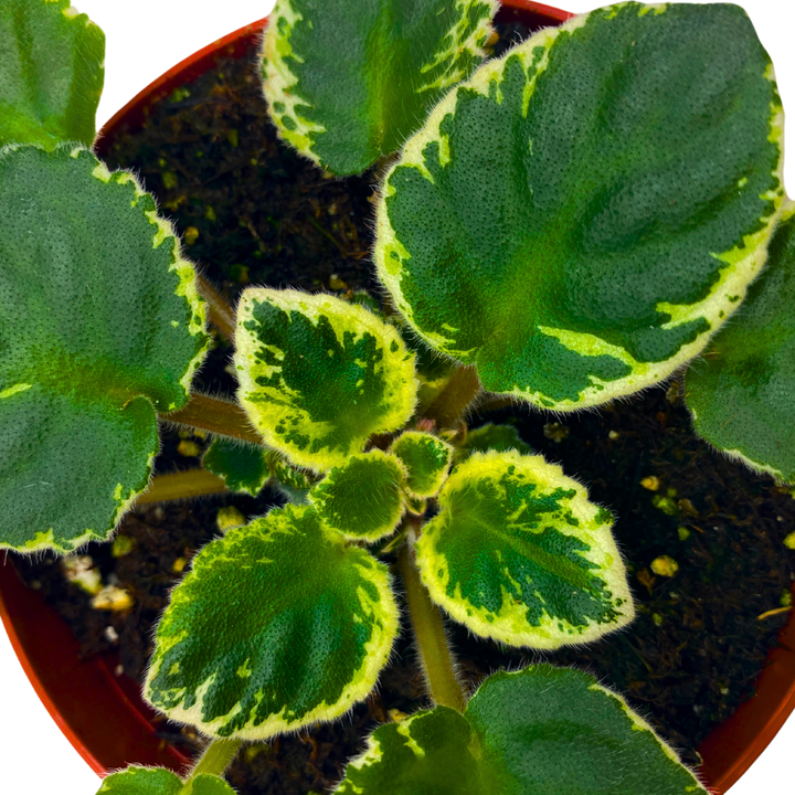 African Violet Cool Cat Variegated 4 inch Pink Flower