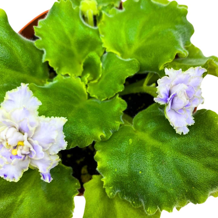 African Violet Dancing Fool 4 inch Gesneriad