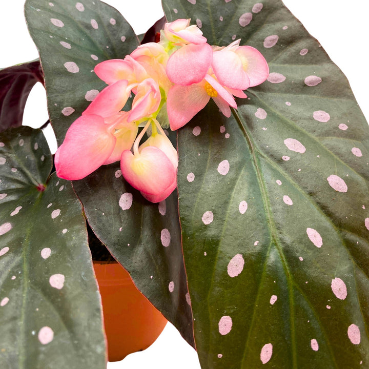 Harmony's Dark Star Angel Wing Cane Pink Polkadot Begonia 4 inch