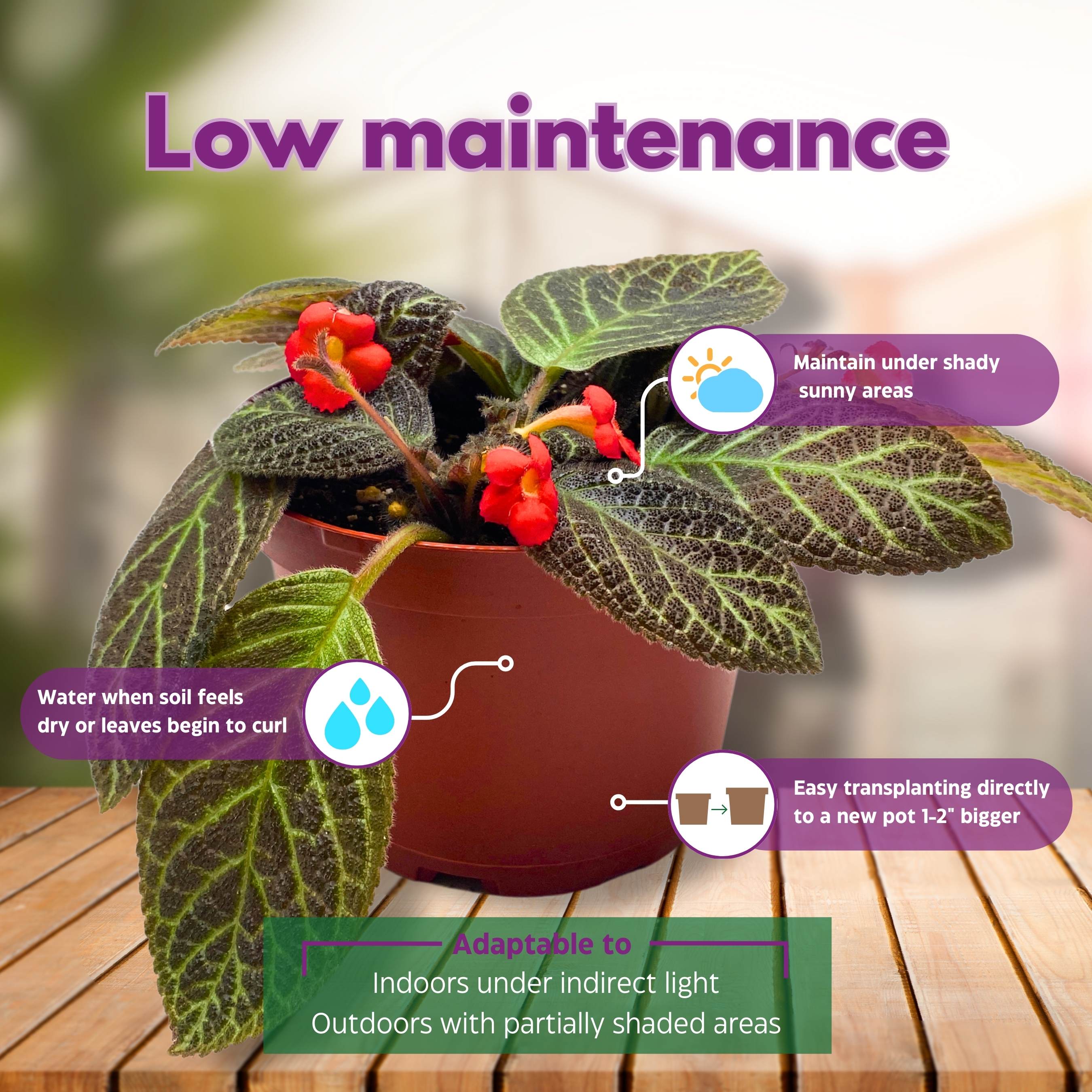 Episcia Longwood Gardens Flame Violet 6 inch – Harmony Foliage