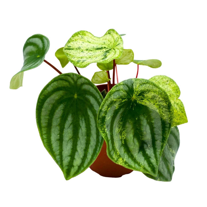 Harmony's Gold Dust Peperomia, Variegated Watermelon Pep Sport