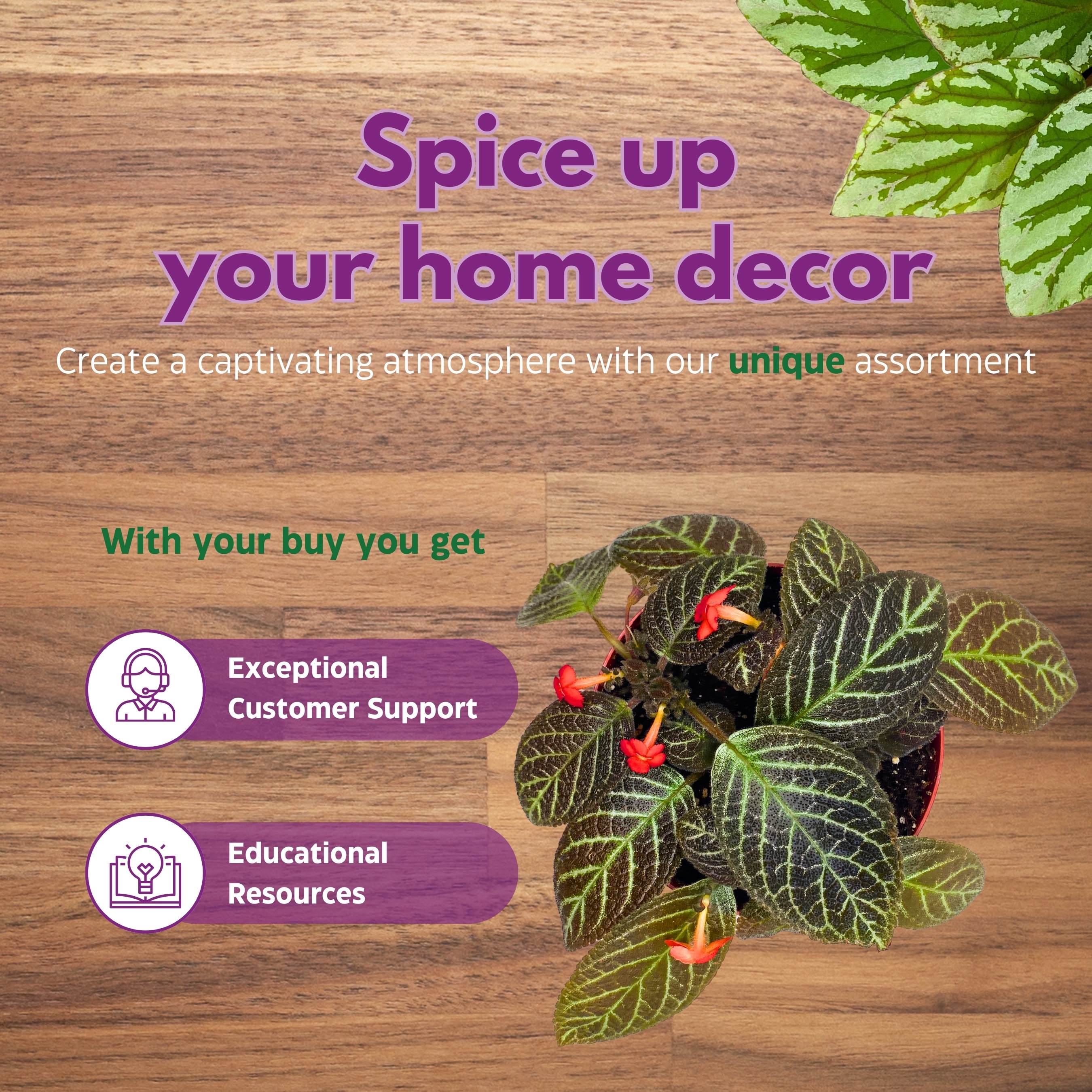 Episcia Longwood Gardens Flame Violet 6 inch – Harmony Foliage