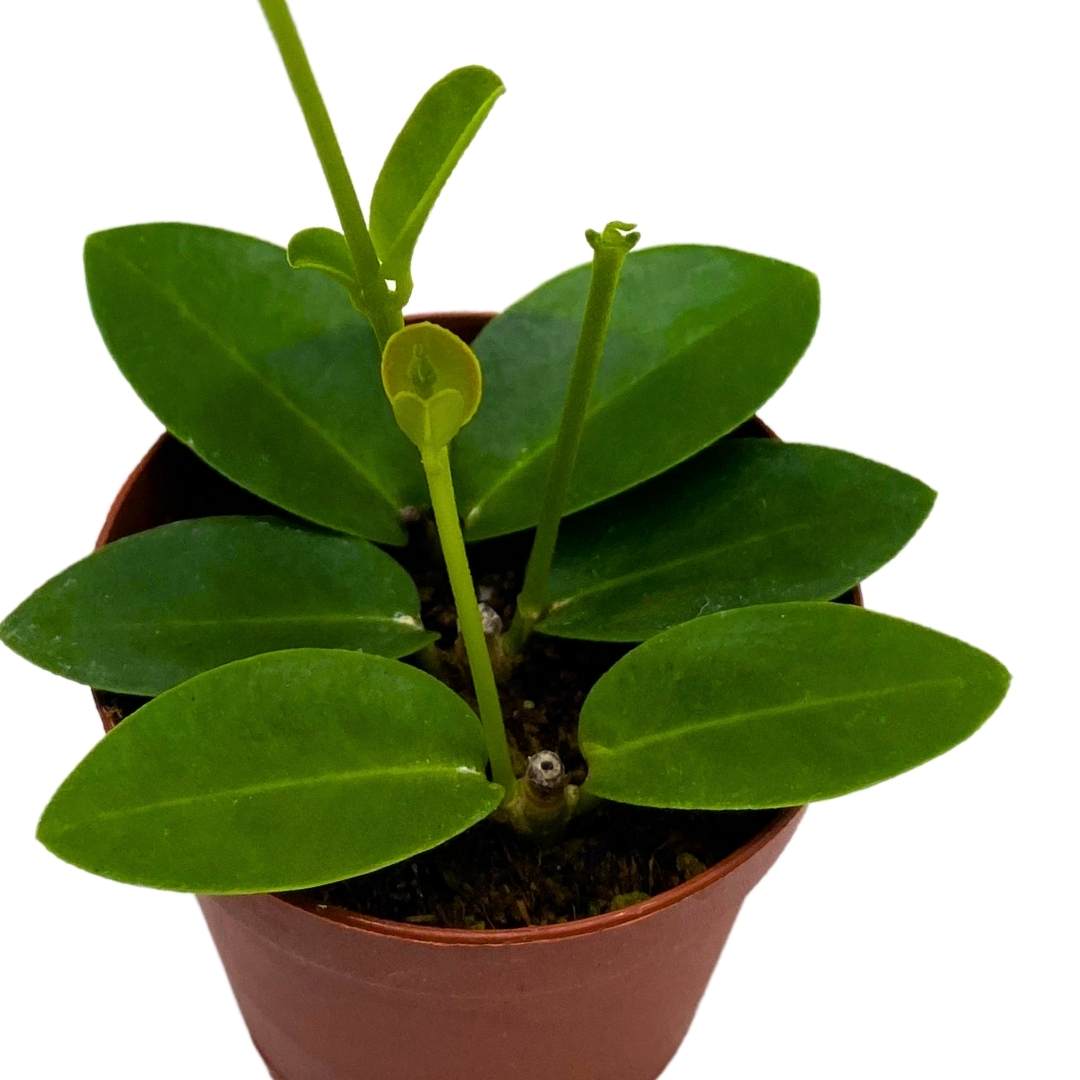 Hoya cumingiana in a 2 inch pot small leaf wax plant