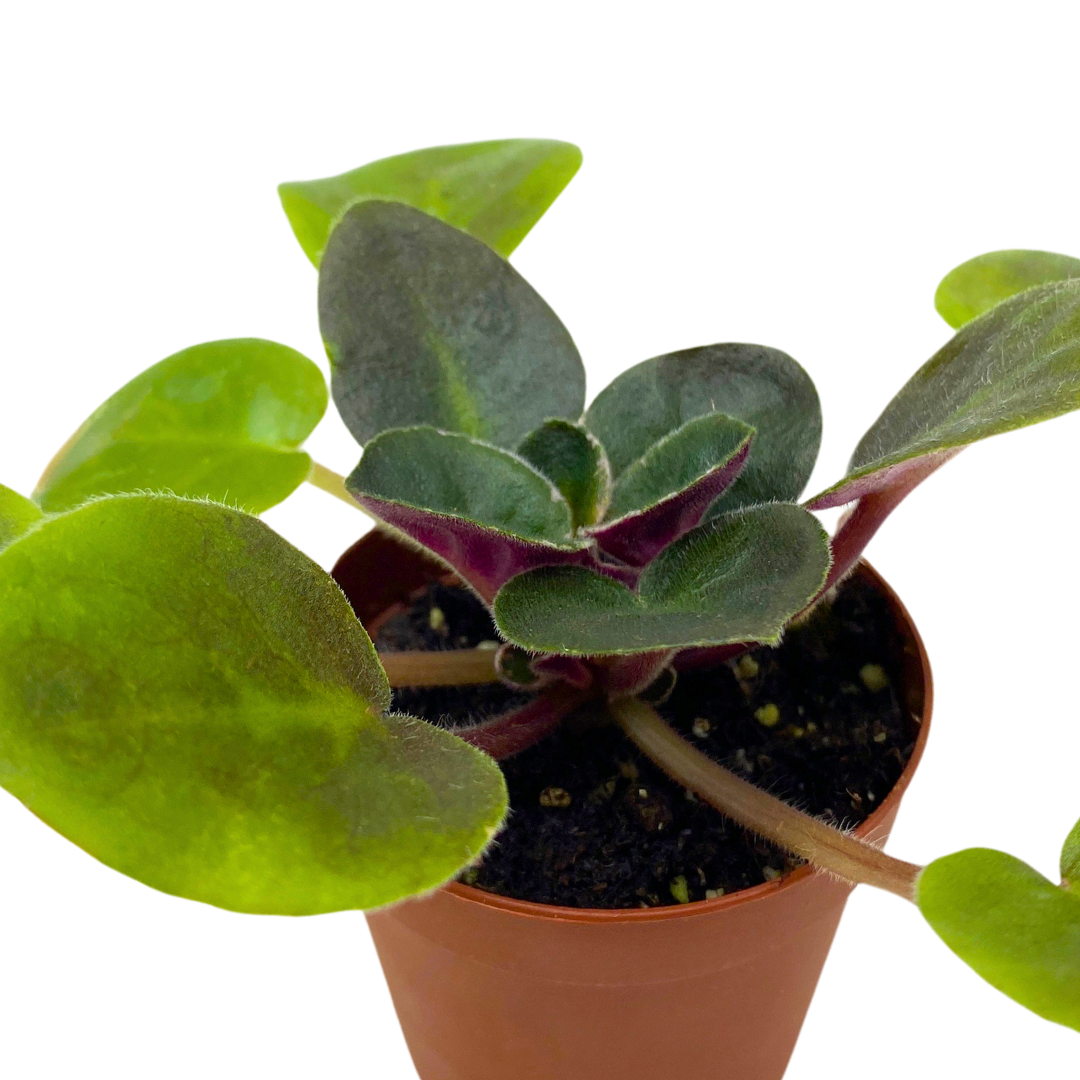 Mini African Violet Rob's Outer Orbit, 2 inch Purple Flower
