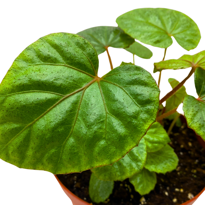 Miri Begonia Rhizomatous 6 inch Green with Red Hairs