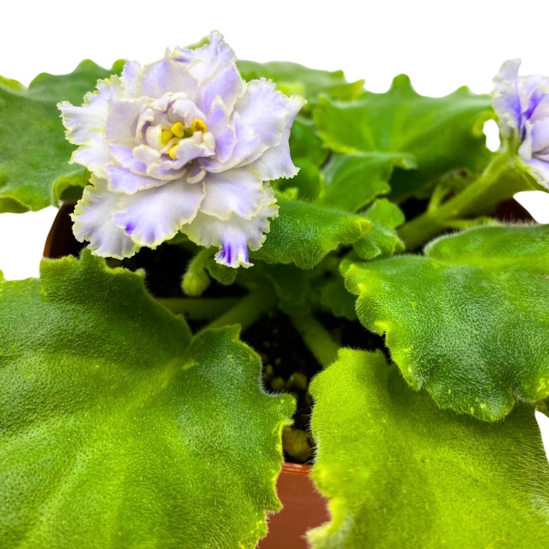 African Violet Dancing Fool 4 inch Gesneriad