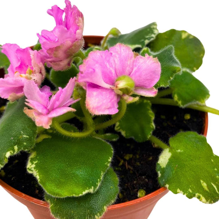 African Violet Variegated Irish Ruffles in a 4 inch Pot Pink Flower