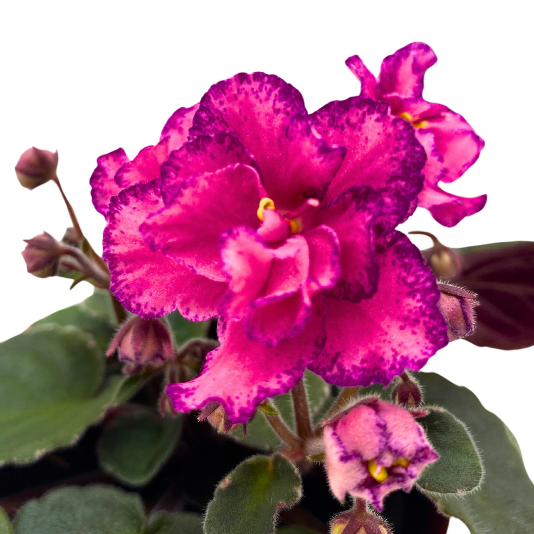 Buckeye Cranberry Sparkler African Violet Saintpaulia 4 inch