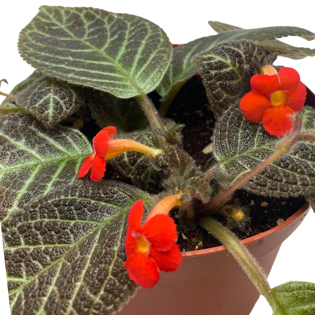 Episcia Longwood Gardens Flame Violet 6 inch