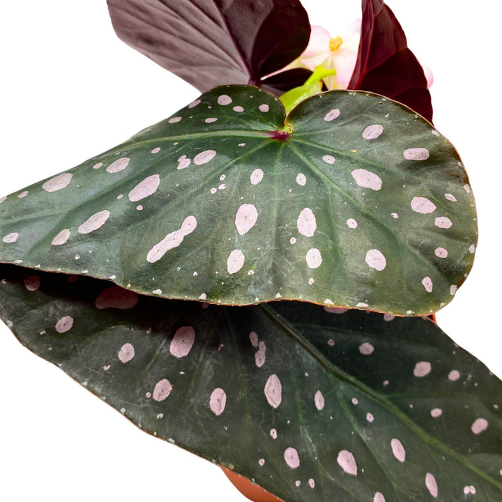 Harmony's Dark Star Angel Wing Cane Pink Polkadot Begonia 4 inch