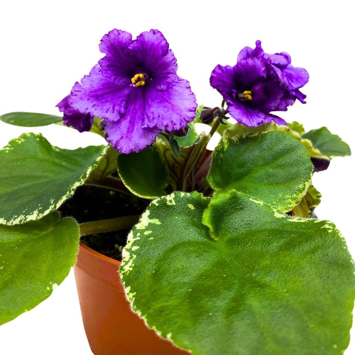 African Violet Wrangler's Banjo Dancing 4 inch