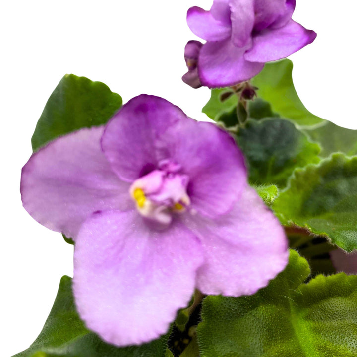 Cajun's Two to Tango African Violet Saintpaulia 4 inch