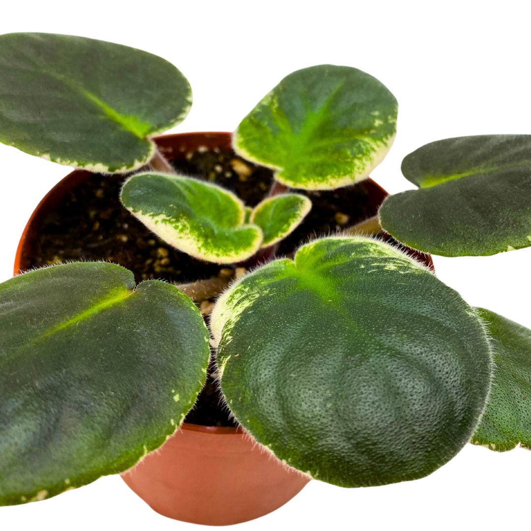 Variegated Raspberry African Violet Raspberry Rain Variegated 4 inch Red Flower – Harmony ...