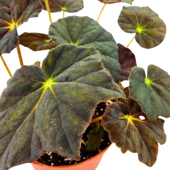 Begonia Joe Hayden Rhizomatous 6 inch