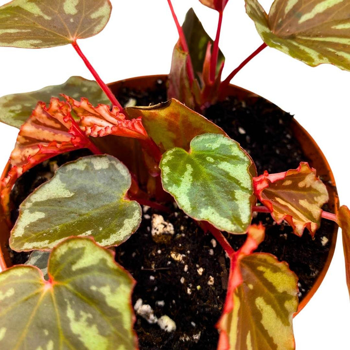 Begonia Irian Jaya 4 inch Rare