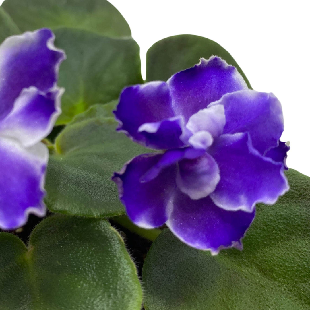 VaT Winter Landscape African Violet Saintpaulia 4 inch