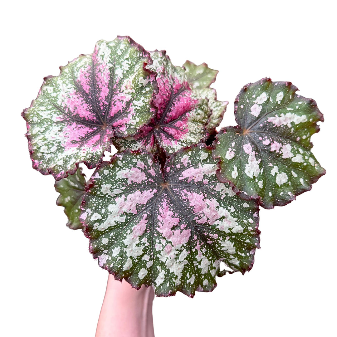 [PRE-ORDER] Harmony's Winter Ember in a 4 inch Pot