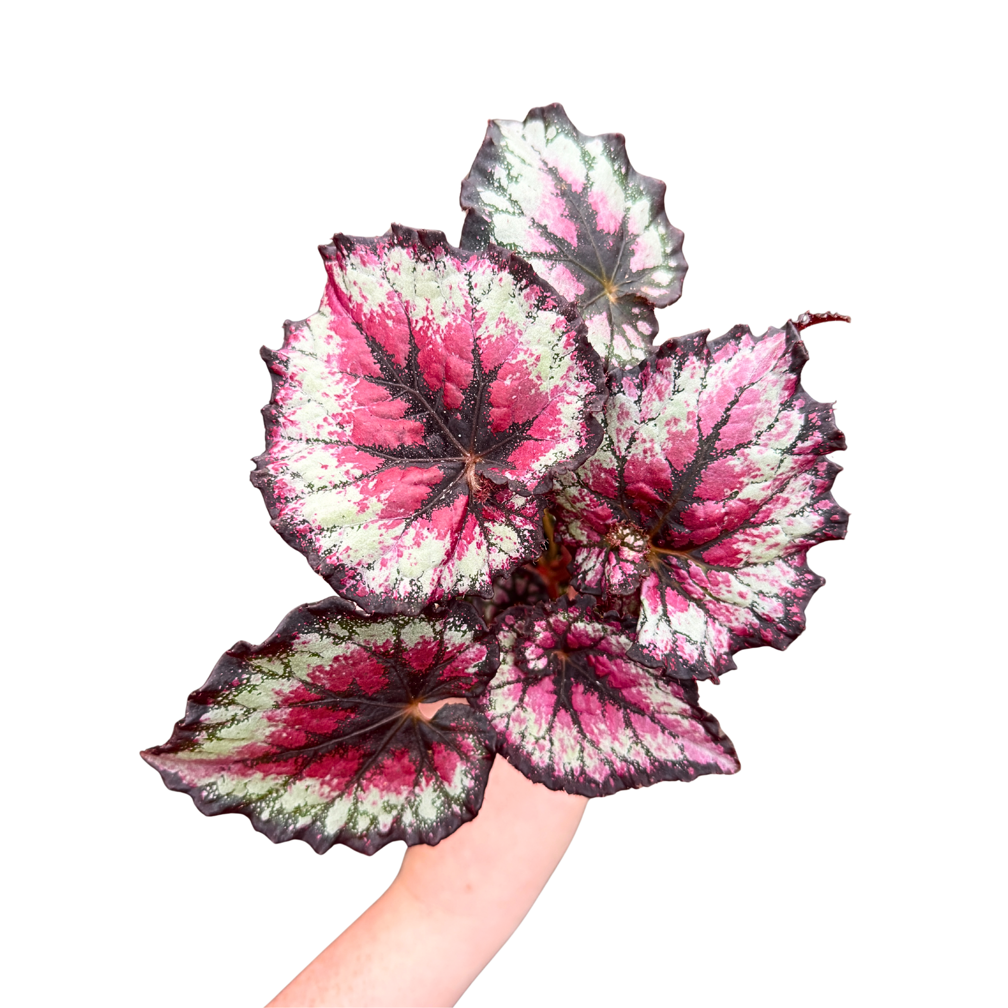 [PRE-ORDER] Harmony's Goth Doll in a 4 inch Pot