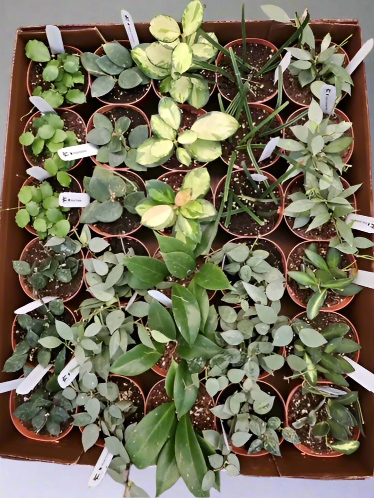 4 inch Hoya Assortment FULL case (30)