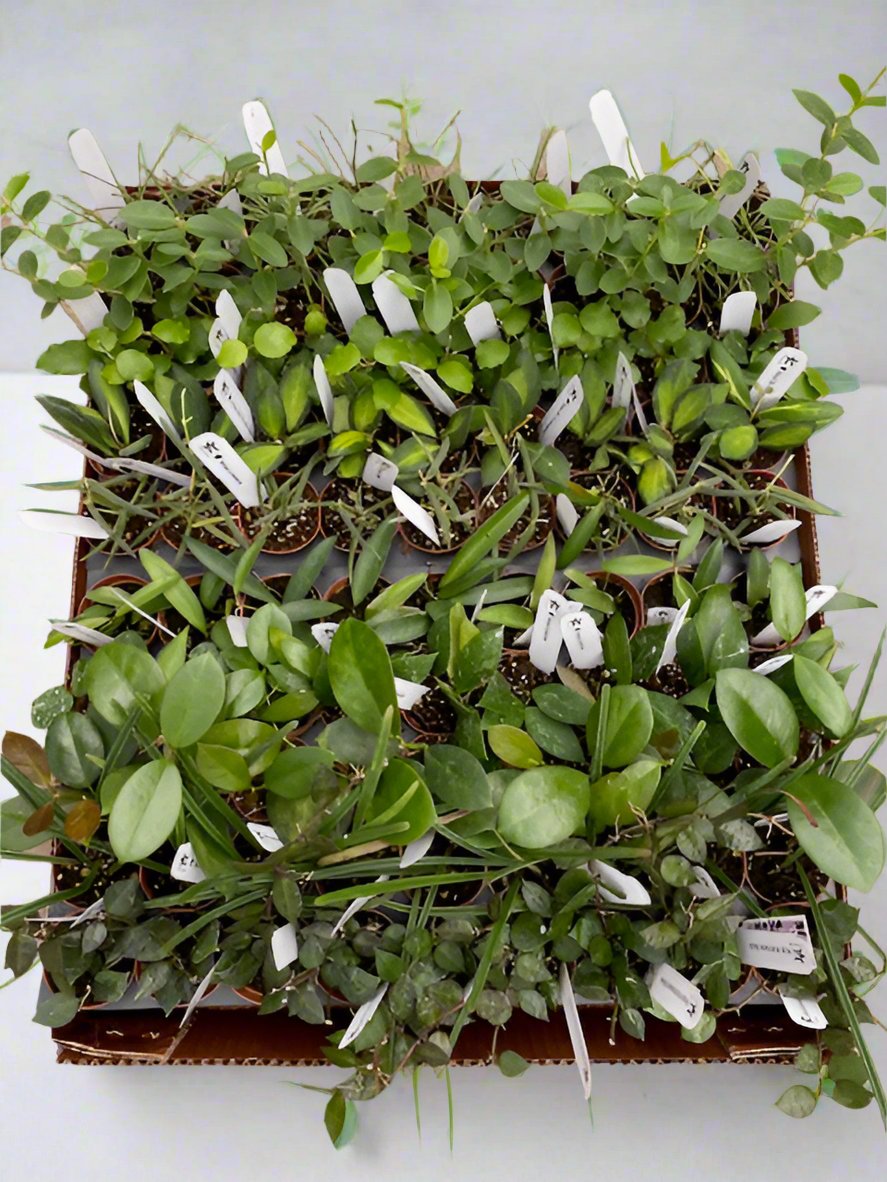 2 inch Hoya Assortment HALF case (45)