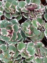 2 inch Variegated Strawberry Begonias Full Case (90)